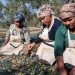 Kuzey Ege’de zeytin için erken hasat telaşı başladı