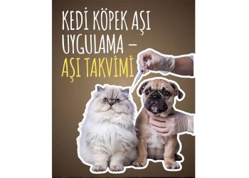 Kedi Köpek Aşı Uygulama – Aşı Takvimi